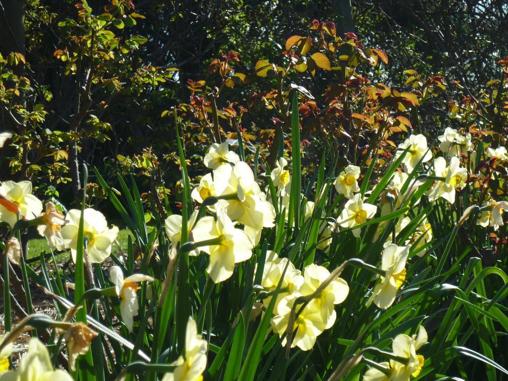 Wagners Cottages Swansea Bagian luar foto